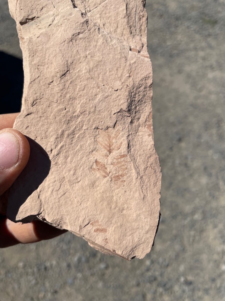 Sequoia leaf fossil from the Fossil, Oregon fossil beds