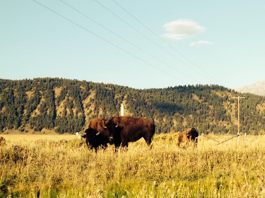 Bison at Grand Teton National Park outside Jackson Hole, WY