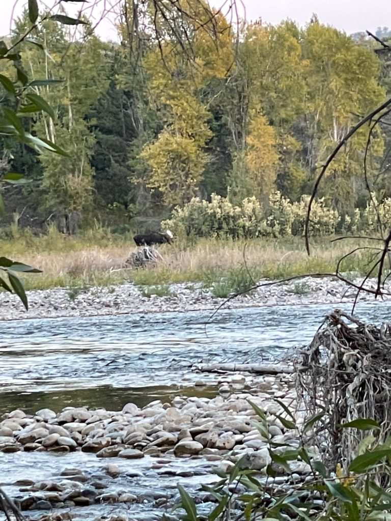 Moose along the Gros Ventre River in Jackson Hole, WY
