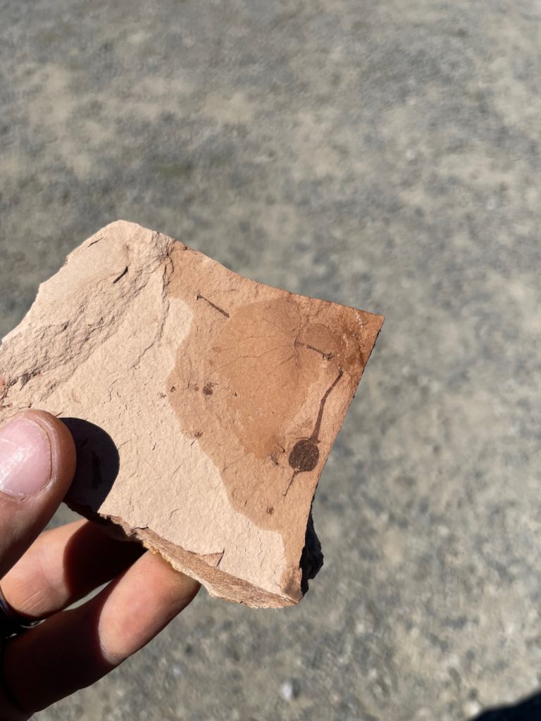 Fossilized seed found in Fossil, Oregon