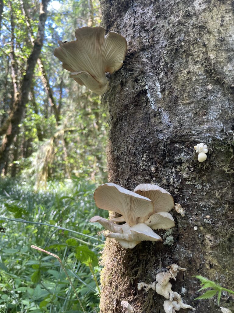 Oyster Mushrooms near Astoria, Oregon