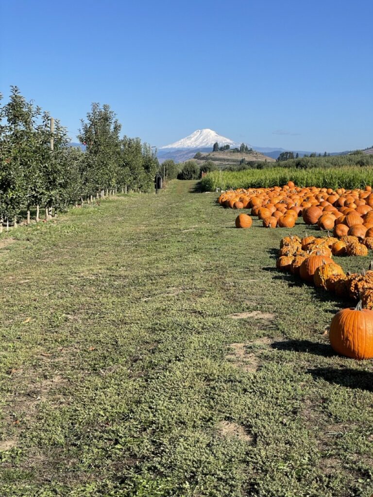 View of Mt Adams from Packer Orchard outside of Hood River.