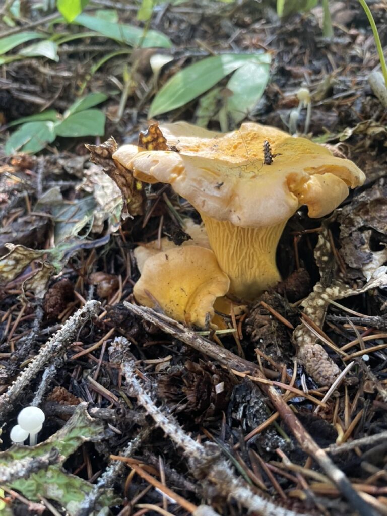 Foraging for chanterelles is one of our favorite things to do in Oregon. Pictured is a Pacific Golden Chanterelle found in central Oregon