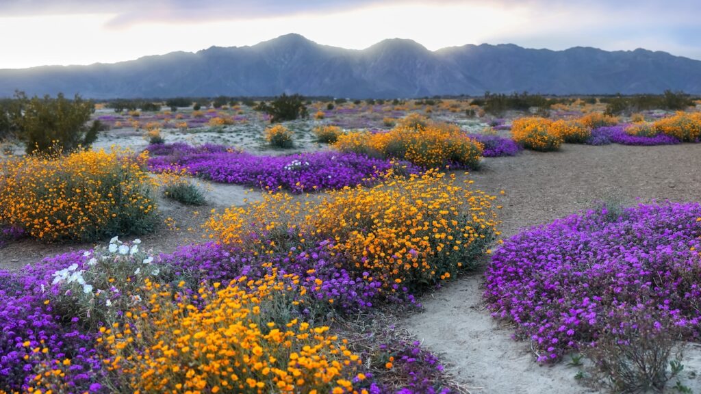 Anza Borrego State Park, California wildflowers