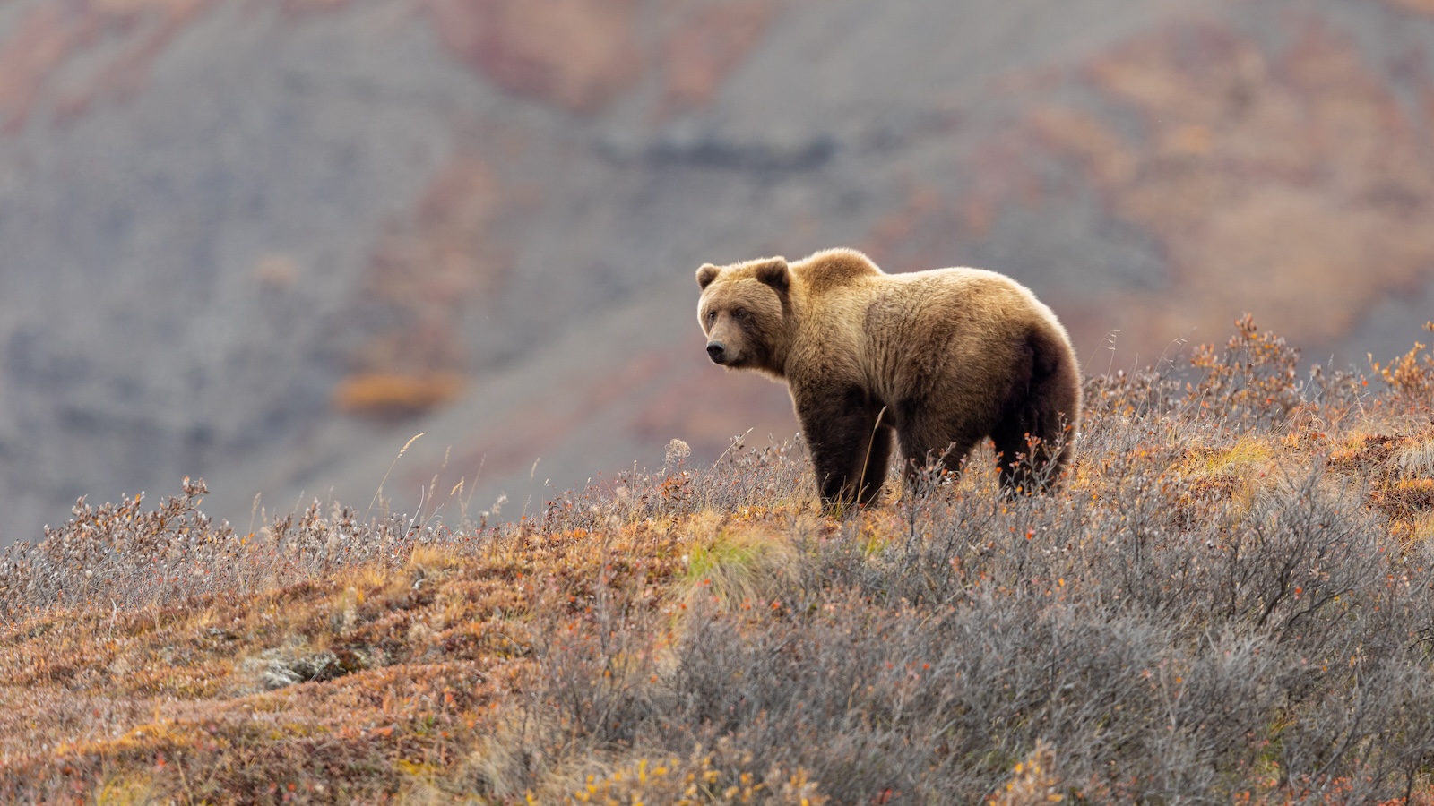 10 Places Where Grizzly Bears Still Rule the Wild - Roam the Northwest