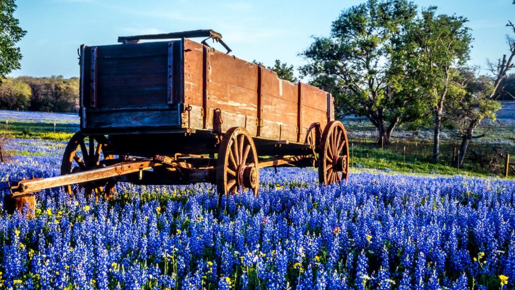 texas hill country bluebonnet