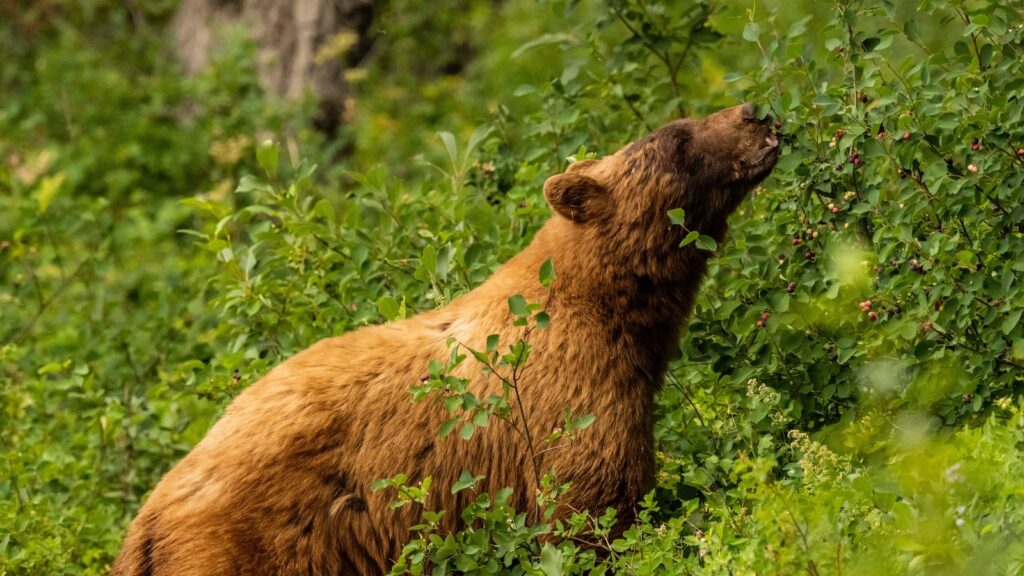 Cinnamon Black Bear Gently Grabs Huckleberries Off Bush