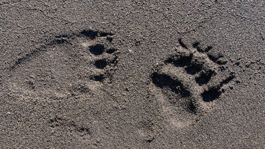 bear prints in sand