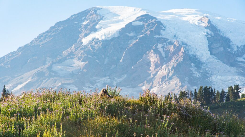 Mt Rainier marmot
