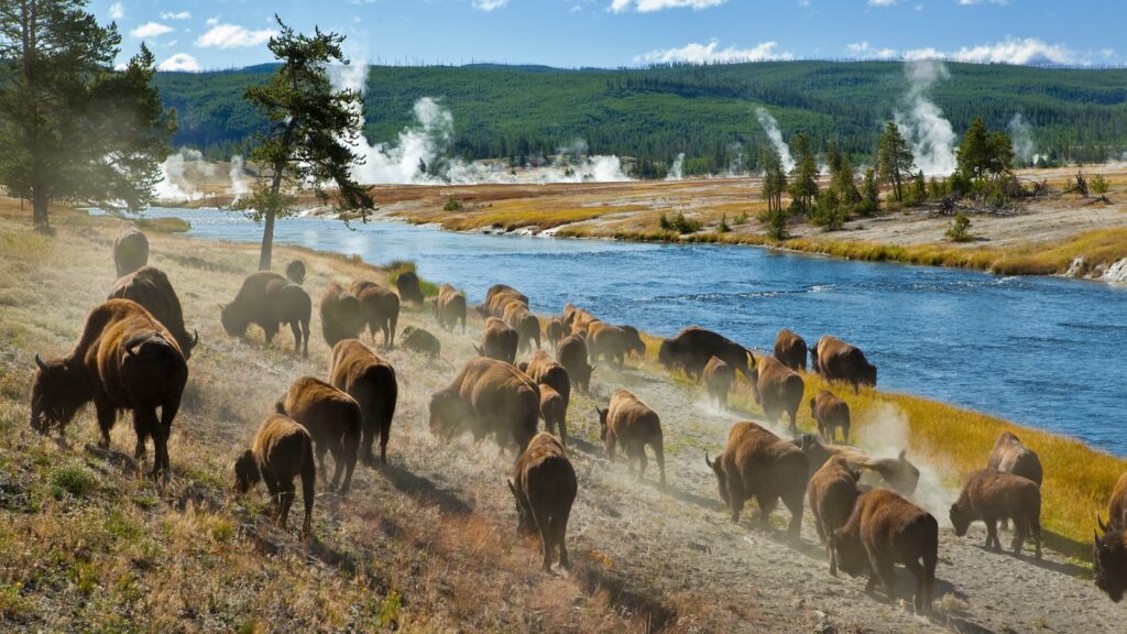 A herd of bison moves quickly along the Firehole River in Yellowstone National Park (near Midway Geyser Basin).