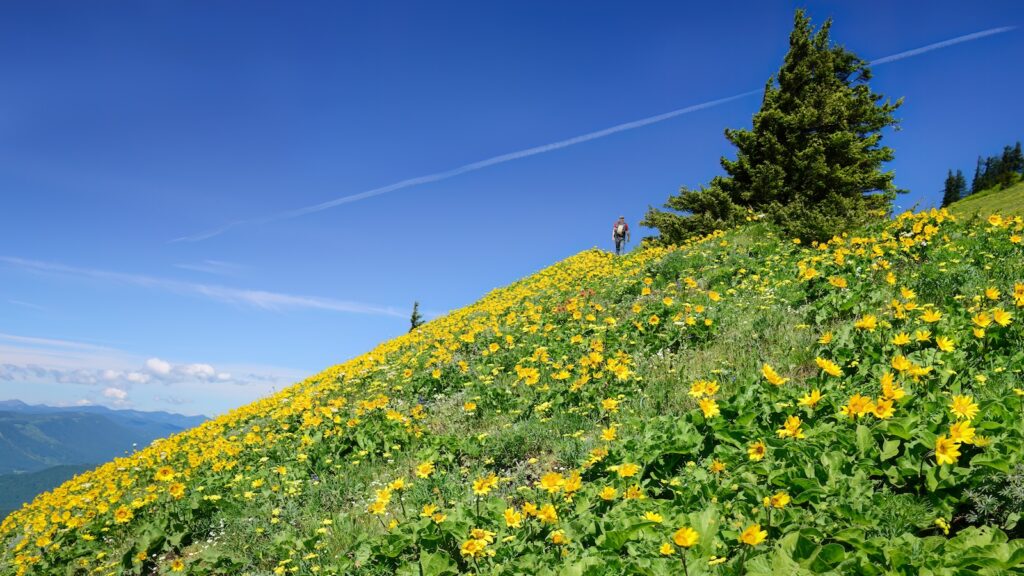 Low angle view of a man hiking Dog Mountain trail. Yellow balsamroot wildflowers cover the mountain side. Washington State.