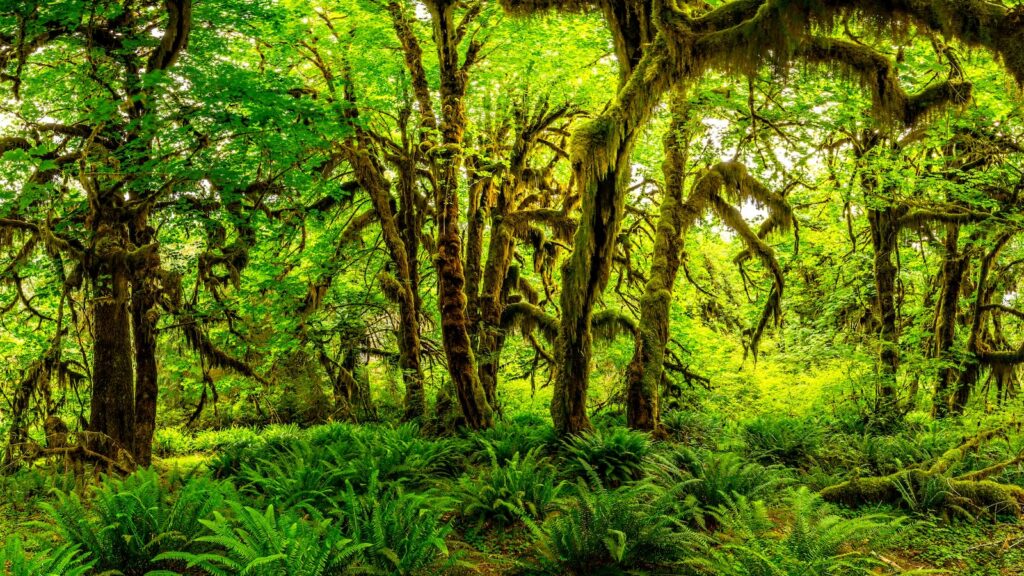 The Hall of Mosses in the Hoh rainforest, Olympic National Park, Washington
