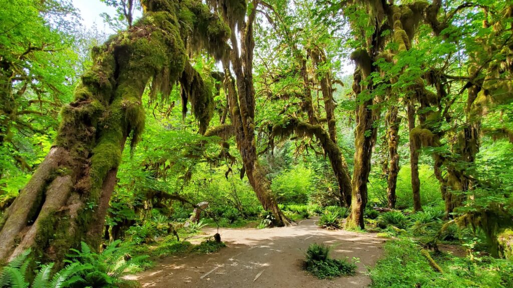 Hoh Rain Forest, located near the Olympic Peninsula in western Washington State, North America. Hall of Mosses trail, American National Park. Protected Rain Forest with Giant Trees