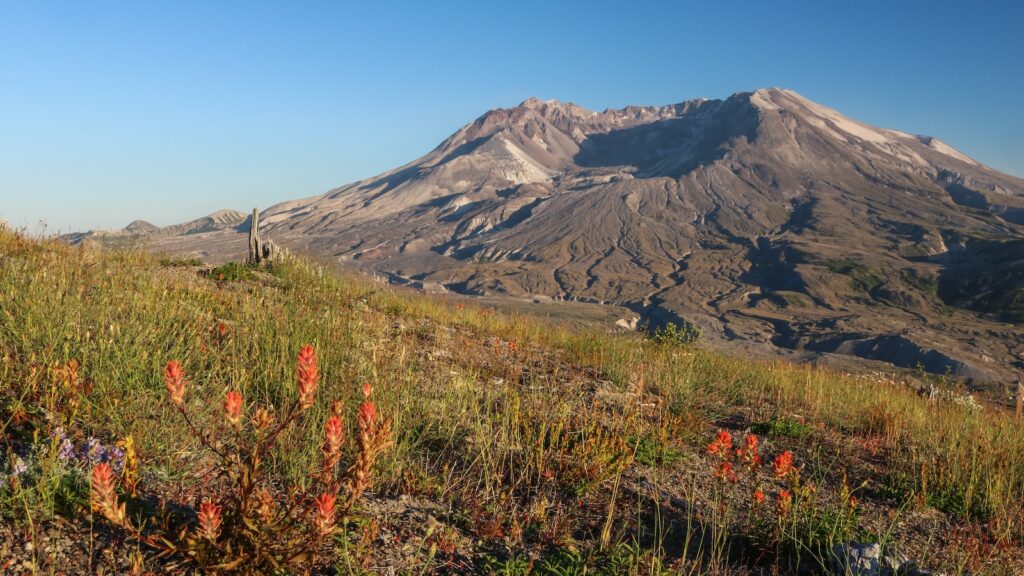 Mount St. Helens National Volcanic Monument wildflowers - Johnston Ridge Observatory