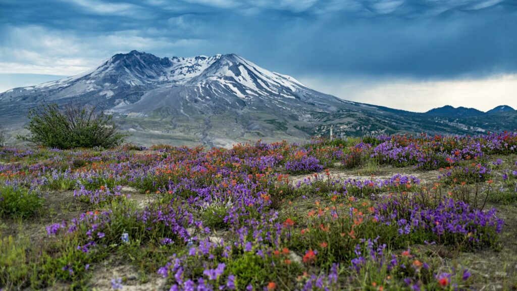 Wonderful Mt Saint Helens panorama view with wildflowers in summer time.