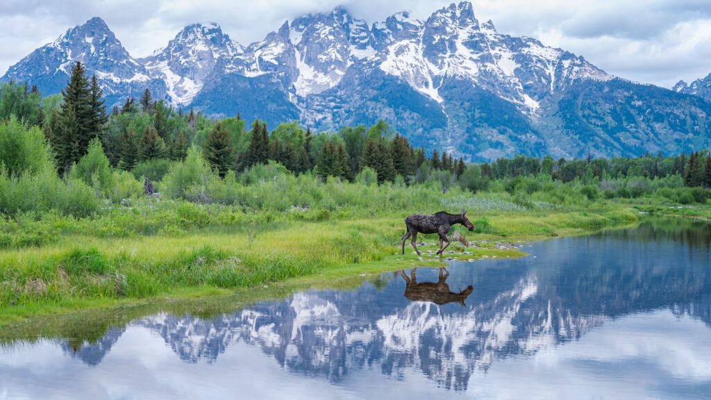 A moose makes its crossing at an iconic view of grand teton national park, Schwabacher landing.