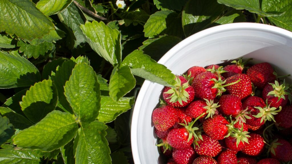 Strawberry picking in a berry farm on a sunny day. Fresh strawberries in a white bucket.