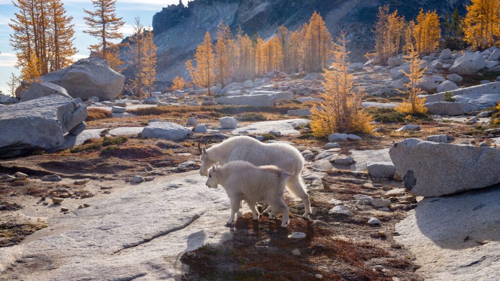 A mother and juvenile mountain goat walk through a larch forest -alpine lakes - Washington