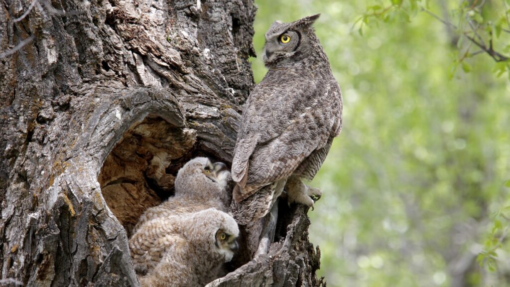 Great Horned Owls