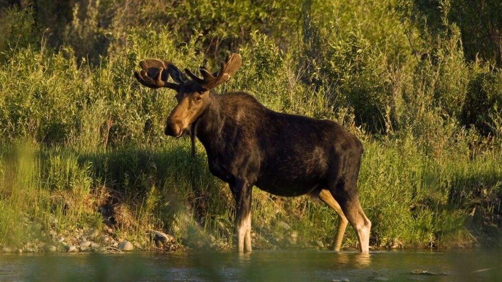 Bull Moose standing in the Gros Ventre River  at Grand Tetons National Park, Wyoming