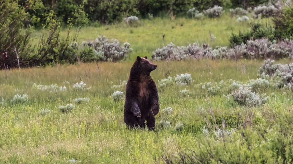 Grizzly in Grand Teton National Park, Wyoming