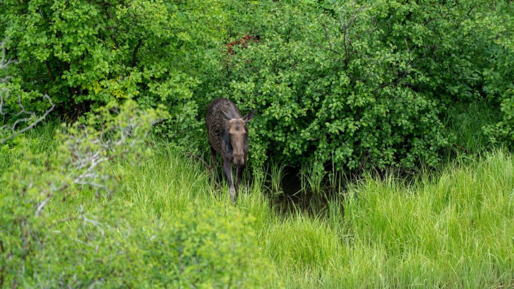 Female moose (cow) emerges from the woods in Grand Teton National Park near Moose-Wilson road