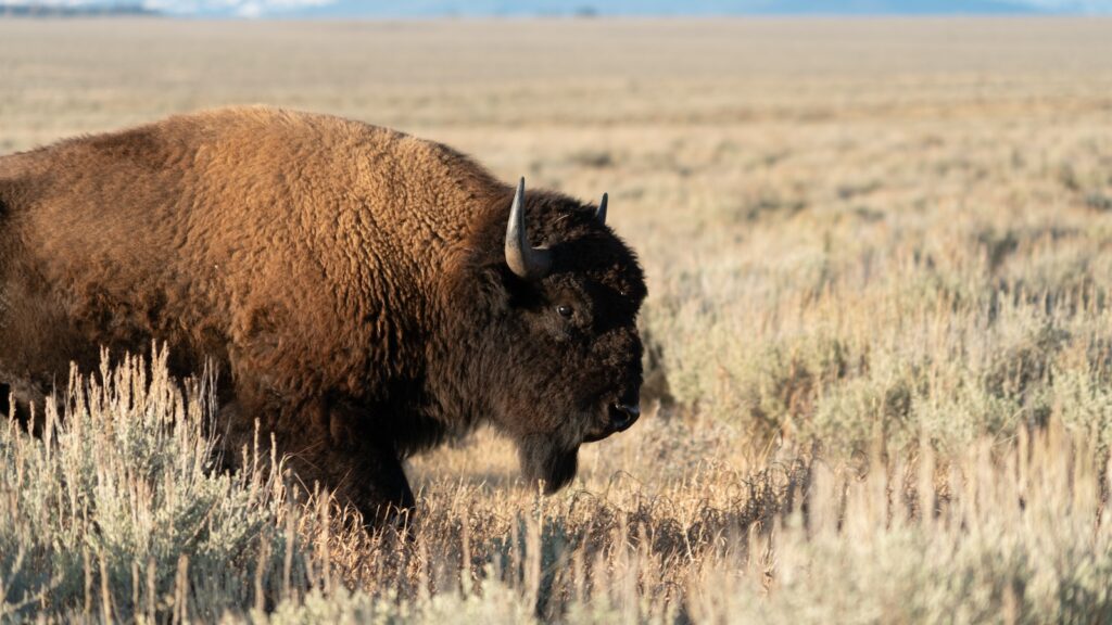 Closeup View Of Large Bison Wildlife Along Mormon Row Historical District In Grand Teton National Park.