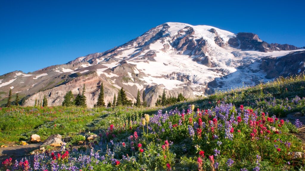 Mt Rainier National Park Wildflowers Summer Time Cascade Mountain Wilderness
