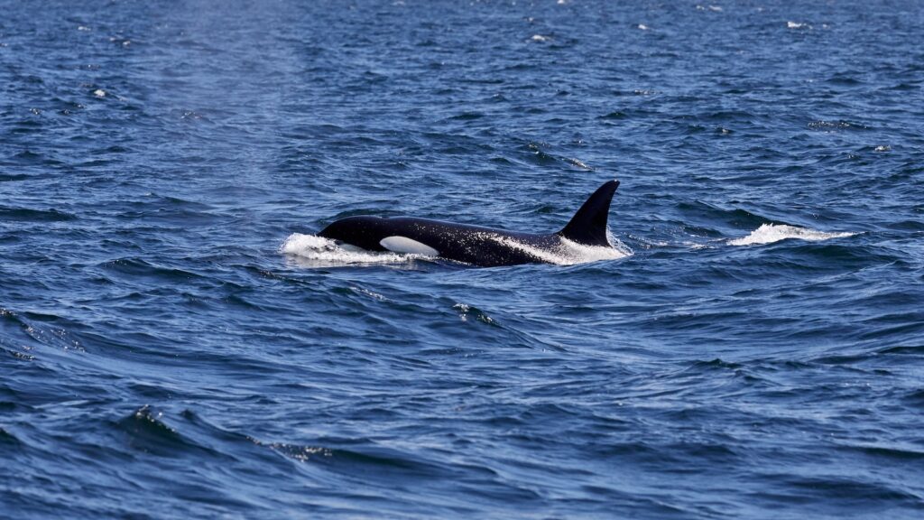 Southern resident killer whale (Orca) off the coast of Victoria, British Columbia, Canada,