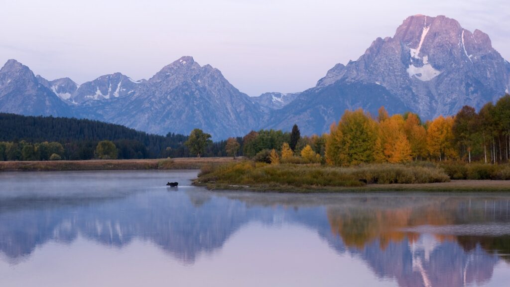 Moose crossing the Snake River at Oxbow Bend