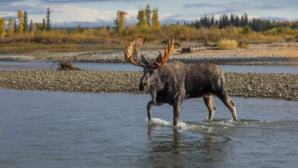 Bull Moose Crossing the Snake River in Grand Teton National Park in Autumn