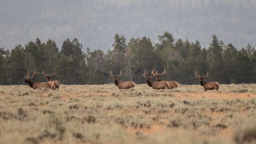 Four Elk Bulls Stand At Attention in Willow Flats of Grand Teton National Park