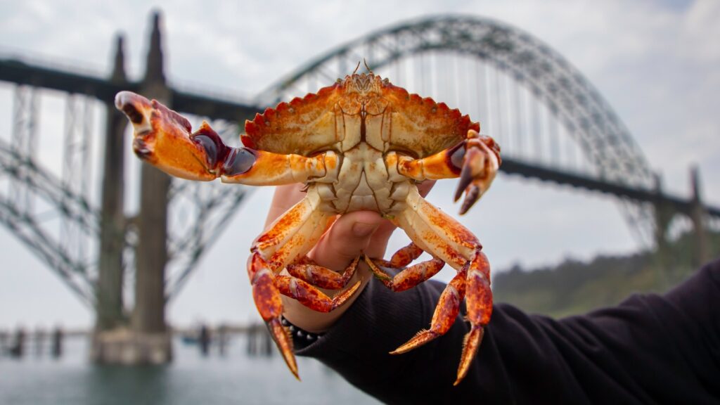 A freshly caught crab on the yaquina pier