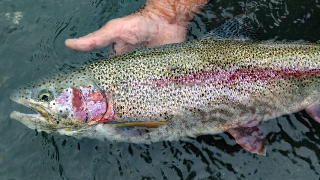 Wild and native rainbow trout caught and released in Alaska