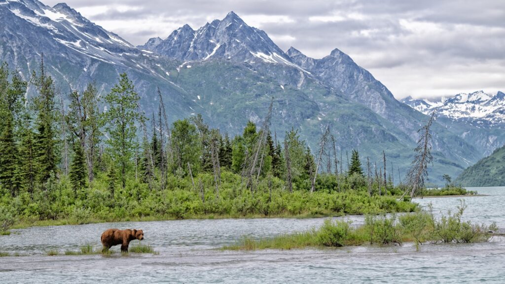 Grizzly at Crescent Lake, Alaska, US