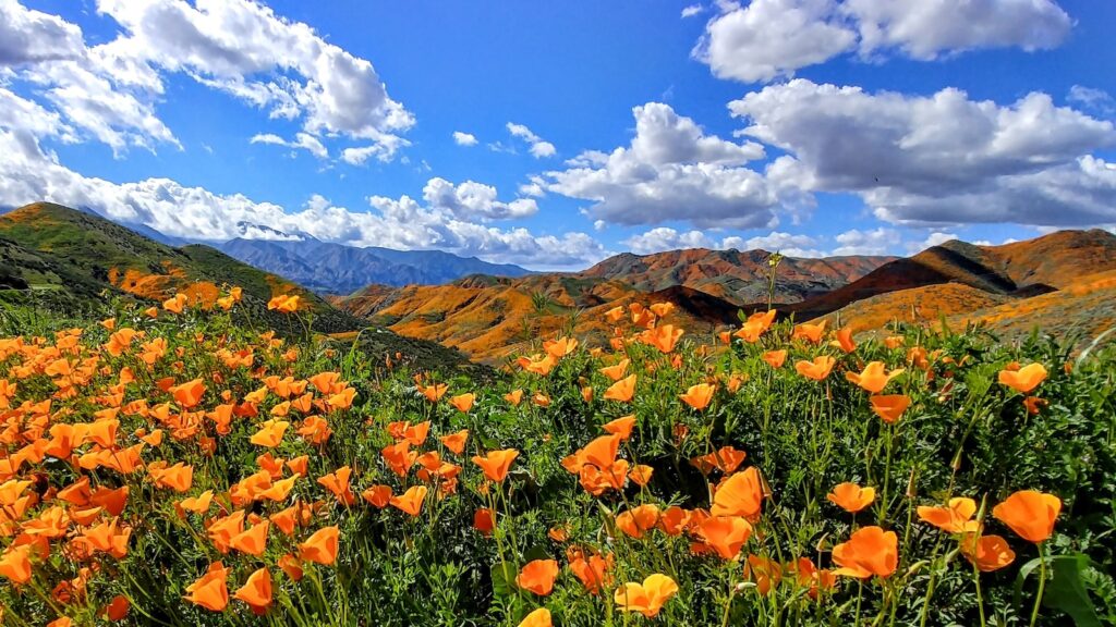 Orange County California Poppies Super Bloom